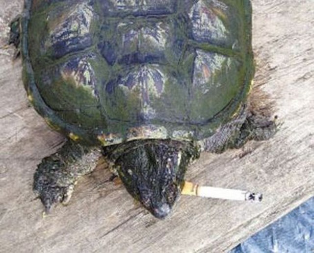 Невероятное - черепаха выкуривает по десять сигарет в день (фото + видео)
