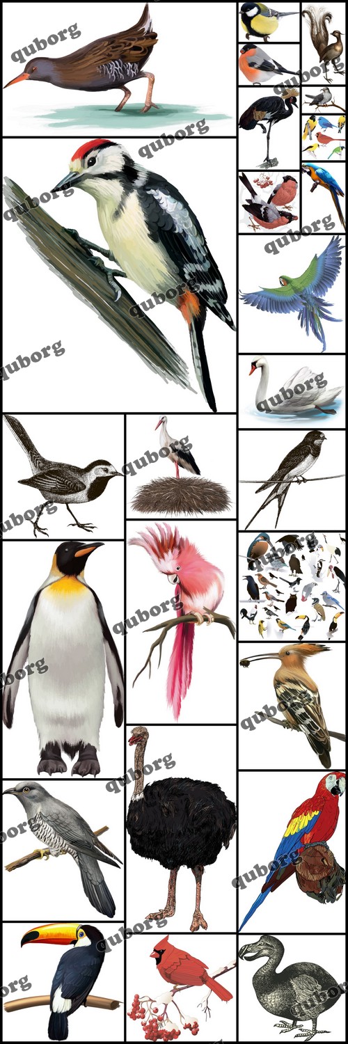 Stock Vector - Collection of Birds