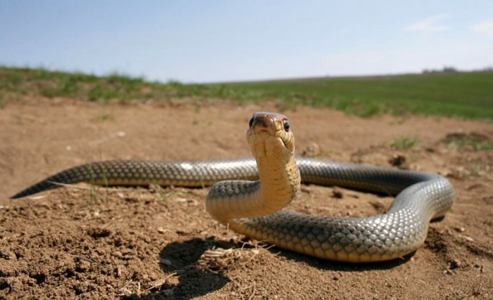 Фото-охота на змей