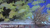    / BluScenes : Underwater Cozumel (2010) BDRip-AVC  ExKinoRay