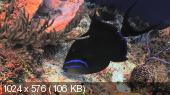    / BluScenes : Underwater Cozumel (2010) BDRip-AVC  ExKinoRay