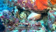  :    / Faszination Korallenriff: Jger & Gejagte (2012) DVDRip